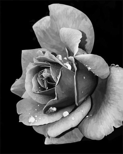 Black And White Rose Paint By Numbers