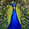 Blue Golden Peacock Bird Paint By Numbers