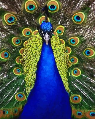 Blue Golden Peacock Bird Paint By Numbers