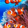 Colorful Clown Fish Paint By Numbers