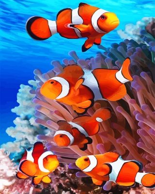 Colorful Clown Fish Paint By Numbers