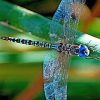 Colorful Dragonfly Paint By Numbers