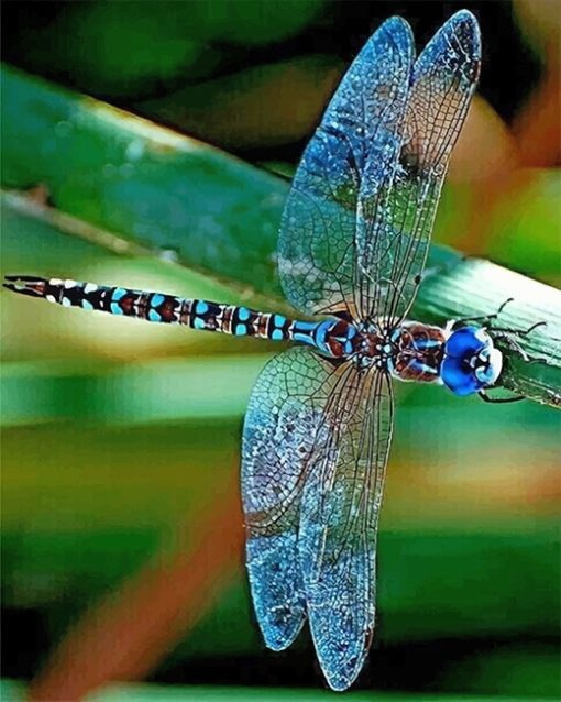 Colorful Dragonfly Paint By Numbers