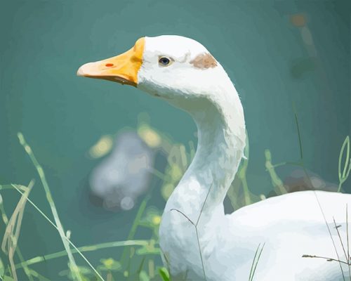 Cute White Duck Paint By Numbers