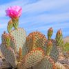 Death Valley Cactus Paint By Numbers