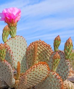 Death Valley Cactus Paint By Numbers