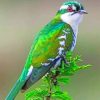 Diederik Cuckoo Bird Paint By Numbers