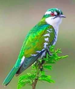 Diederik Cuckoo Bird Paint By Numbers