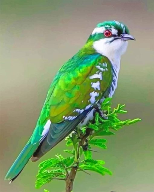 Diederik Cuckoo Bird Paint By Numbers