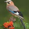 Eurasian Jay Bird Paint By Numbers