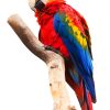 Macaw Paint By Numbers