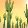 Sunny Day Cactus Paint By Numbers