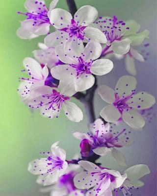 Purple Orchid Paint By Numbers