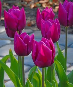 Purple Tulips paint by numbers