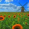 Sunflowers Field paint by numbers