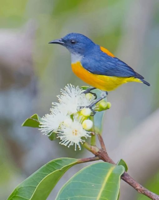 Yellow And Blue Bird paint by numbers