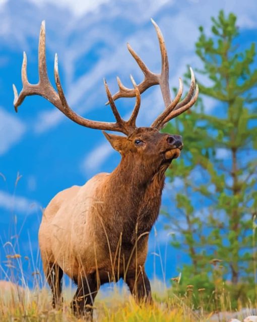 Bull Elk Paint by numbers