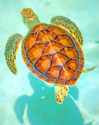 Hawksbill Sea Turtle paint by numbers