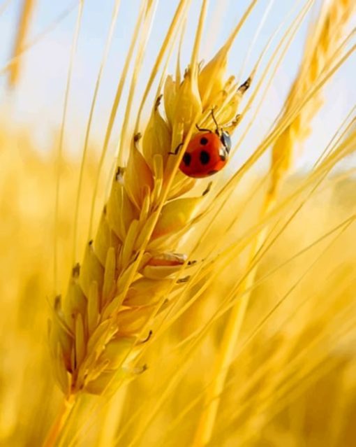 Ladybug On A Grain of Wheat Paint by numbers