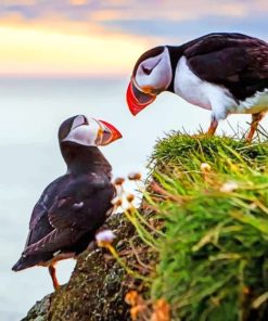 Puffins Birds Paint by numbers