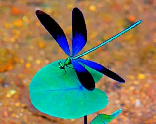 Black And Blue Dragonfly Paint by numbers