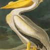 Aesthetic White Pelican paint by numbers