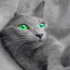 beautiful-russian-blue-cat-paint-by-numbers