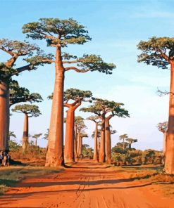 Avenue Of The Baobabs Paint by numbers