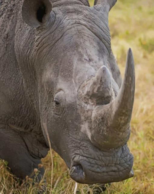 Closeup-Of-Gray-Rhino-In-Nature-paint-by-number