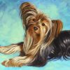 Cute Yorkshire Terrier Dog Paint by numbers