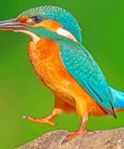 Kingfisher Standing On Rock Paint by number