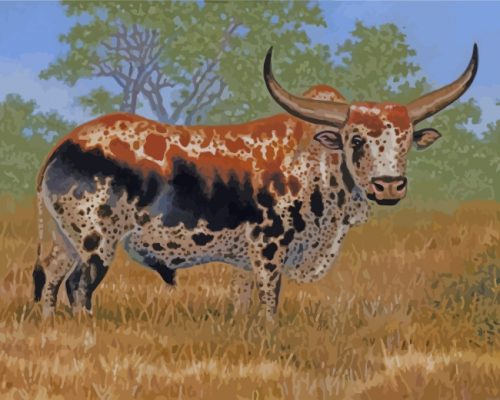 Nguni Bull Paint by numbers