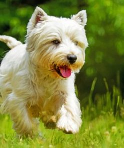 West Highland Terrier paint by numbers