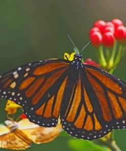 Yellow-And-Black-Butterfly-On-Leaf-paint-by-number