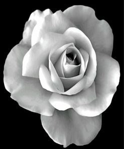 blakc-and-white-rose-paint-by-numbers