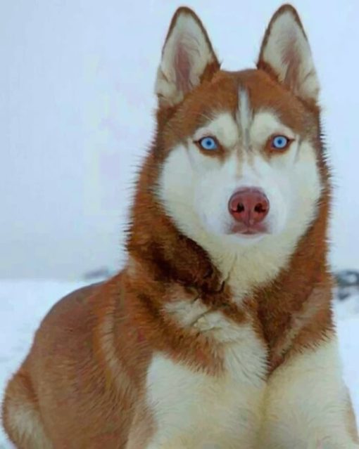 brown-husky-with-blue-eyes-paint-by-numbers