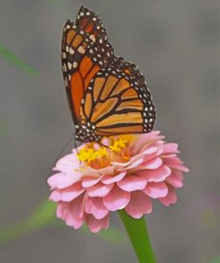 butterfly-paint-by-numbers