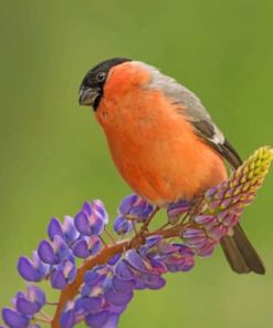 Cute Bullfinch Bird Paint by numbers