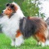 Fluffy Sheltie Paint by numbers