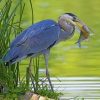 grey-heron-with-fish-paint-by-number