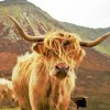 highland-cow-on-mountain-paint-by-number-510x407-1