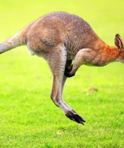 Kangaroo In Green Grass