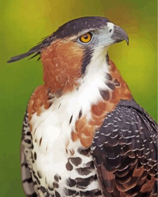 ornate-hawk-eagle-paint-by-numbers