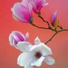 white-and-pink-magnolia-flowers-paint-by-numbers