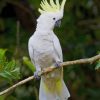 Sulphur Crested Cockatoo On Tree paint by numbers