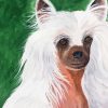 Chinese Crested Dog Paint By Numbers