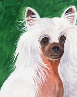 Chinese Crested Dog Paint By Numbers