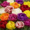 Colorful Peony Tulip Flowers Paint By Numbers