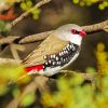 Diamond Firetail On A Branch Paint By Numbers