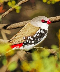 Diamond Firetail On A Branch Paint By Numbers